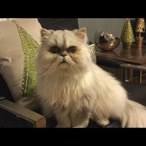 Meet your Posher, Tina